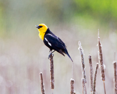 Yellow headed BlackBird