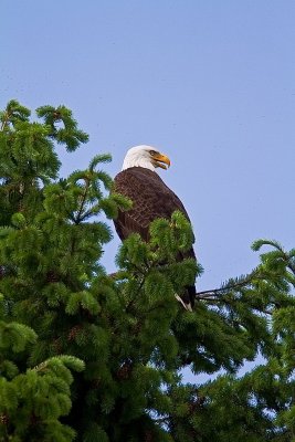 Bald Eagle