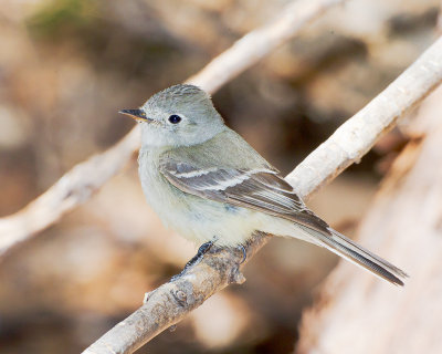 Dusky Flycatcher