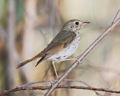 Hermit Thrush