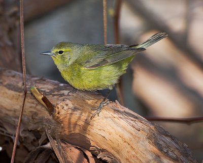 Oranged Crowned Warbler