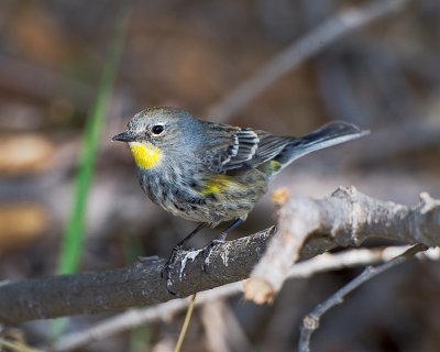 Yellow Rumped Warbler