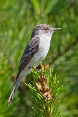 Willow Flycatcher