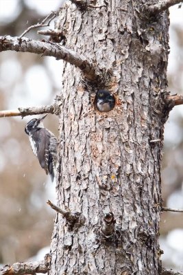 American Three-Toed Woodpecker