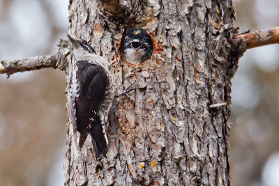 American Three-Toed Woodpecker