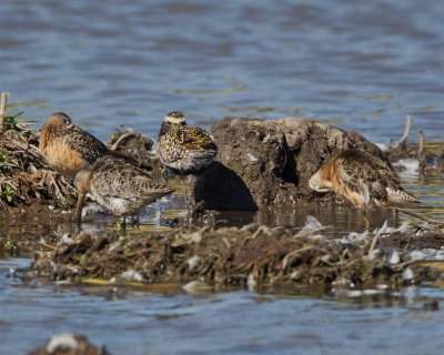 Pacific Golden Plover, with Long-Billed Dowitchers