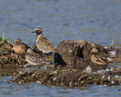 Pacific Golden Plover, with Long-Billed Dowitchers