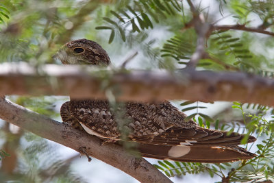 Lesser Nighthawk