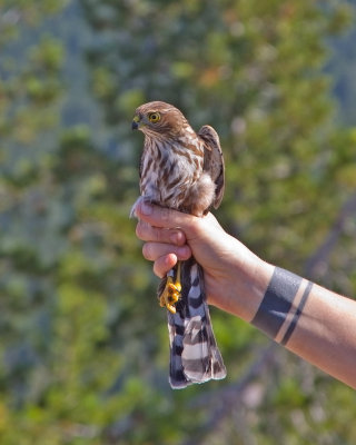 Sharp shinned Hawk