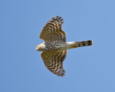 Sharp shinned Hawk