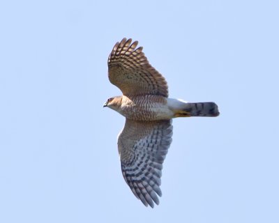 Sharp shinned Hawk