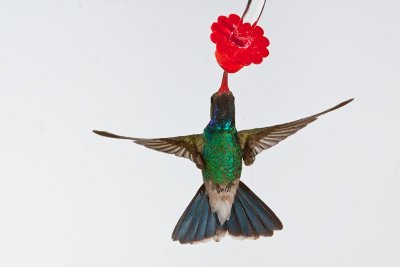 ::Hummingbirds::