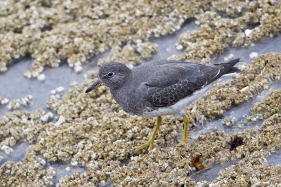 SurfBird