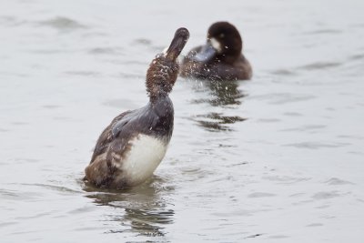 ::Greater Scaup::
