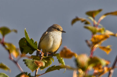 Vermilion Flycatcher, female