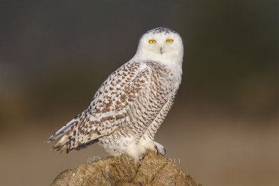 ::Snowy Owl::