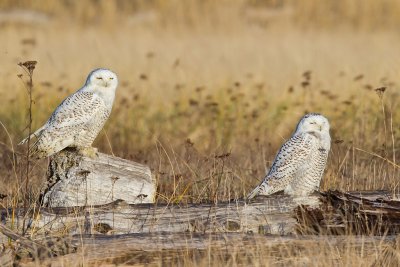Snowy Owl