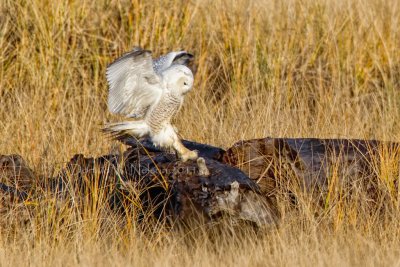 Snowy Owl