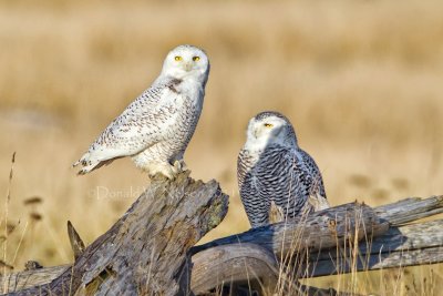 Snowy Owl