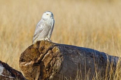 Snowy Owl