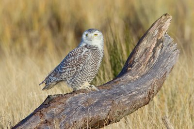 Snowy Owl