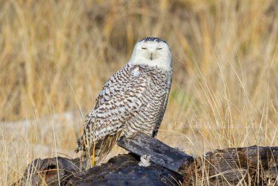 Snowy Owl