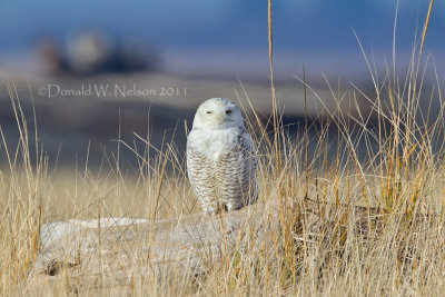Snowy Owl