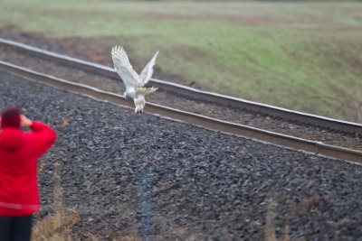 and flushes the Snowy Owl...(image made with 1120mm from corner fenceline)