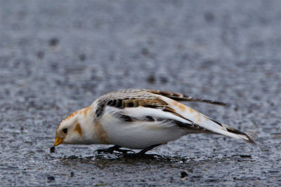 Snow Bunting