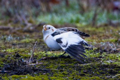 Snow Bunting