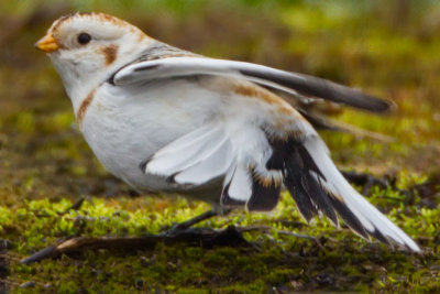 Snow Bunting - tail detail