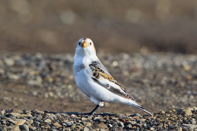 Snow Bunting