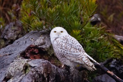 Snowy Owl