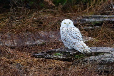 Snowy Owl