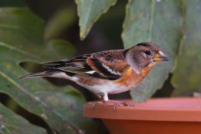 Brambling