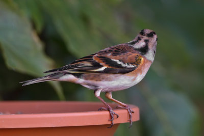 Brambling