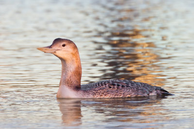 Yellow-Billed Loon