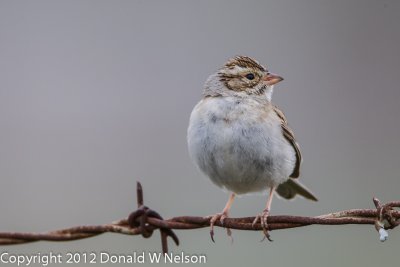 Clay-Colored Sparrow