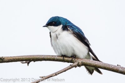 Tree Swallow