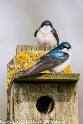 Tree Swallow