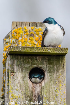 Tree Swallow