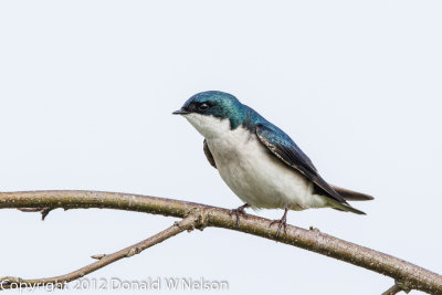 Tree Swallow