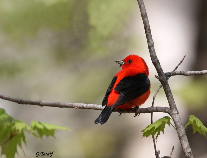 Piranga carlate/Scarlet tanager 
