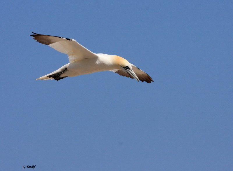 Fou de bassan/Northern Gannet