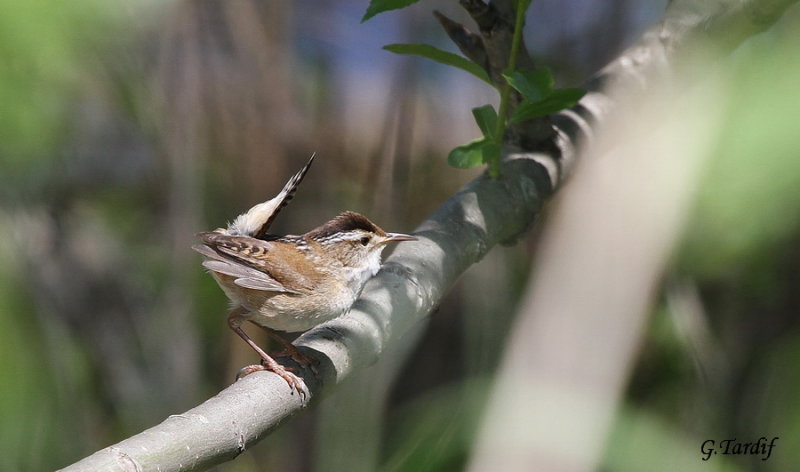 Troglodyte des marais / Marsh Wren