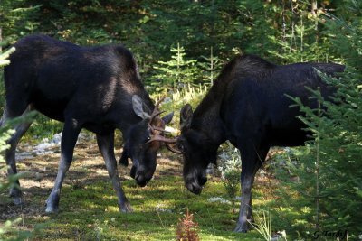 Orignaux / Moose