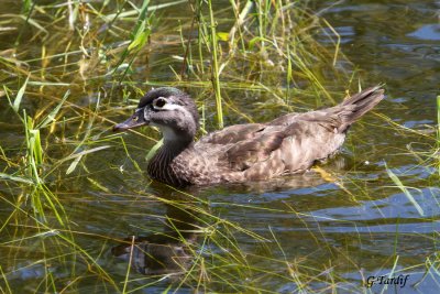 Canard branchu/Wood Duck