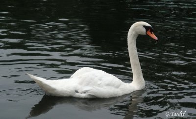 Cygne Tubercul/Mute Swan