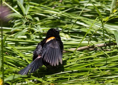 Carouge  paulettes/Red-winged Blackdird