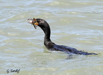 Cormoran  aigrettes/Double-crested Cormorant